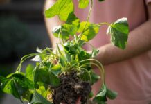 Nem a locsolás hiánya a gond: ezért sínylődnek a kerti növények