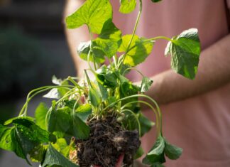 Nem a locsolás hiánya a gond: ezért sínylődnek a kerti növények