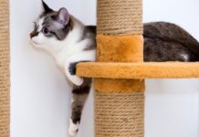 Macska a lakásban: a boldog és ingergazdag környezet kialakításának titkai